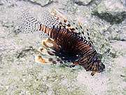 Picture 'Th1_0_2748 Lionfish, Thailand'